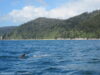 bateau-taxi-la-fin-de-abel-tasman-track