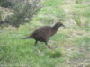 weka-heaphy-track