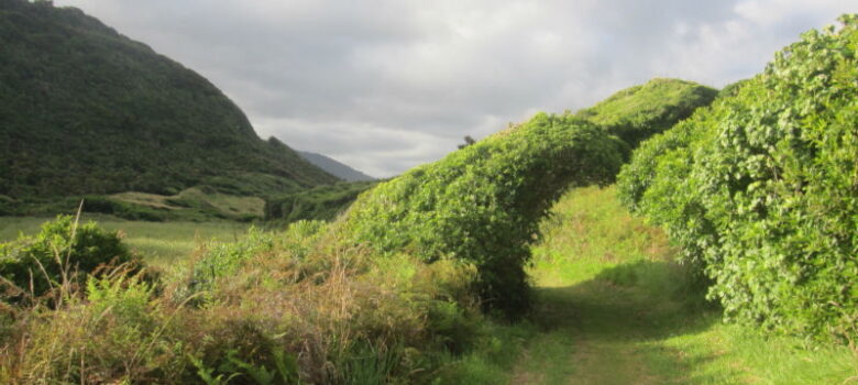 Heaphy track : randonnée