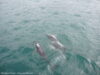 dusky-dolphins-kaikoura