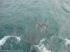 dusky-dolphins-kaikoura