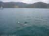 dusky-dolphins-kaikoura