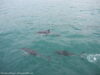 dusky-dolphins-kaikoura