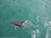 dusky-dolphins-kaikoura