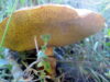 champignon-au-lac-tekapo