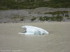 icebergs-dans-le-lac-hooker