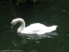 rainbow-springs-kiwi-wildlife-park-rotorua