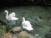 rainbow-springs-kiwi-wildlife-park-rotorua