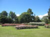 jardin-de-roses-te-awamutu