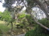 jardins-botaniques-wellington